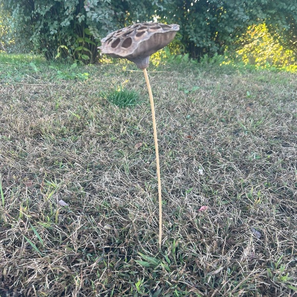 Multi piece gourd lotus natural decor  set - Picture 12 of 13